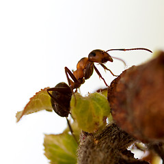 Image showing Ant