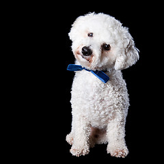 Image showing Bichon portrait