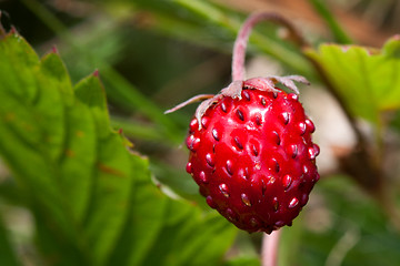 Image showing Wild strawberry