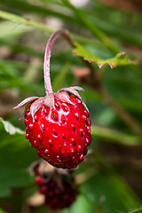 Image showing Wild strawberry