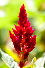 Image showing Red tropical flower