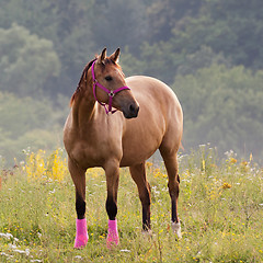 Image showing Quarter horse