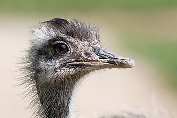 Image showing Emu portrait