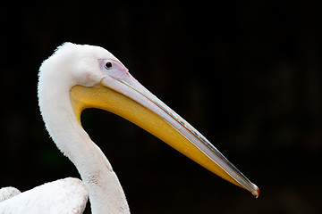 Image showing Pelican portrait
