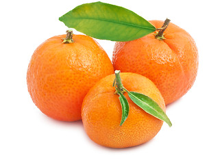 Image showing Tangerines