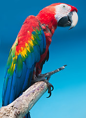 Image showing Ara parrot