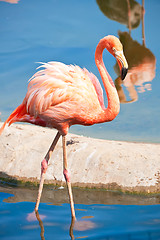 Image showing Flamingo