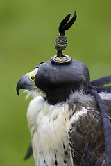 Image showing Peregrine and lanner hybrid falcon