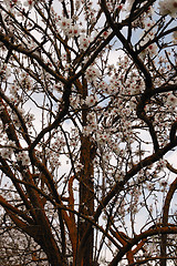 Image showing almond tree branches