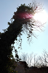 Image showing sunlight shining through branches