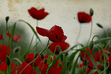 Image showing poppy flowers on stained paper