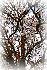 Image showing blooming almond tree branches