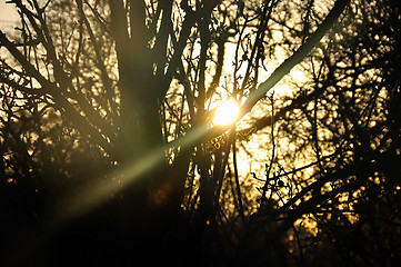 Image showing sun beam shining through trees