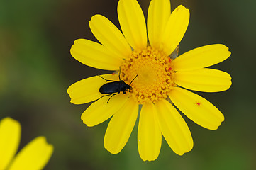 Image showing beetle on flower