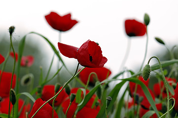 Image showing red poppy flowers