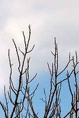 Image showing leafless branches silhouette