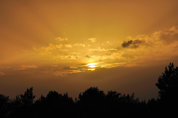 Image showing setting sun tree silhouettes