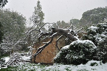 Image showing fallen tree in snow storm