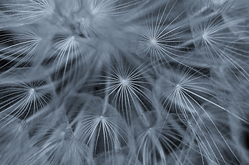 Image showing dandelion abstraction