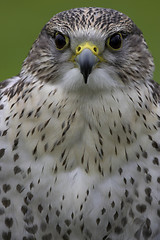 Image showing Saker falcon