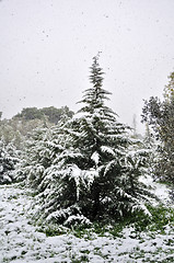 Image showing fir tree snowfall