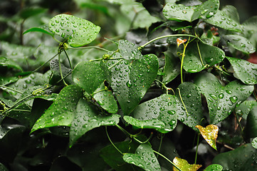 Image showing ivy leaf with raindrops