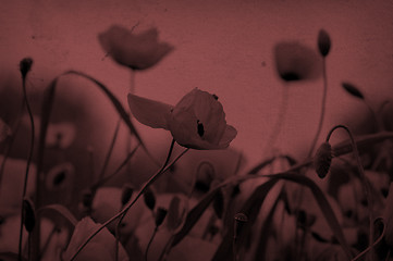 Image showing sepia poppy flowers on stained paper
