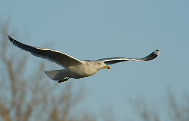 Image showing Seagull in flight