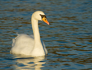 Image showing Muted Swan