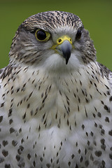 Image showing Saker falcon
