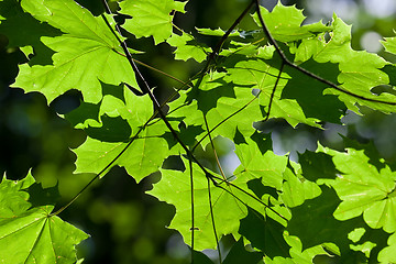 Image showing Leaves background