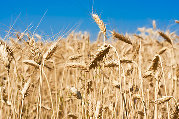 Image showing Wheat field