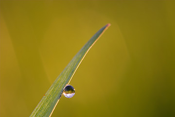 Image showing Dew drop