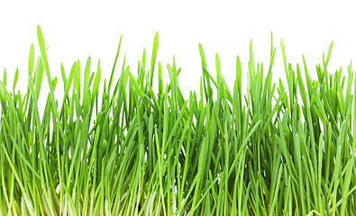 Image showing Green grass