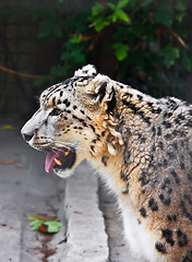 Image showing Snow Leopard