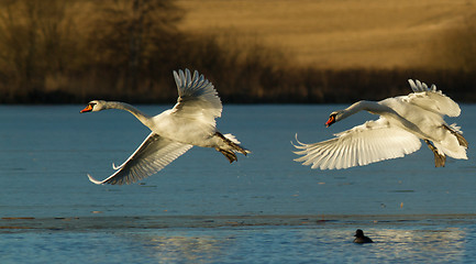 Image showing Muted Swan in flight