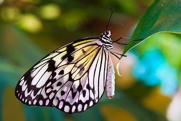 Image showing Butterfly