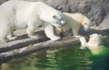 Image showing Polar bears