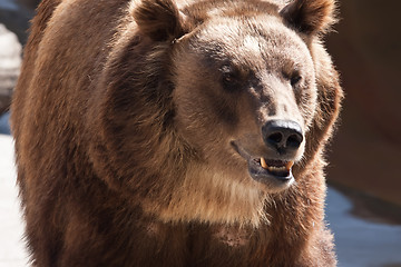 Image showing Bear