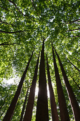 Image showing Green forest