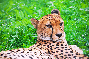 Image showing Cheetah