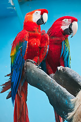 Image showing Ara parrot