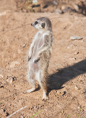 Image showing Meerkat