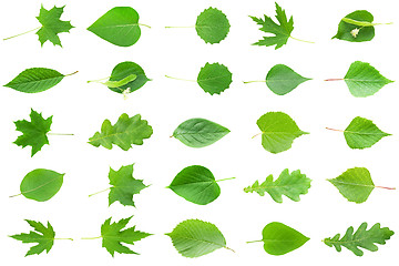 Image showing Green Leaves