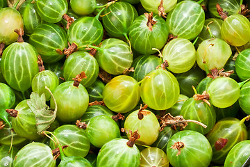 Image showing Gooseberries