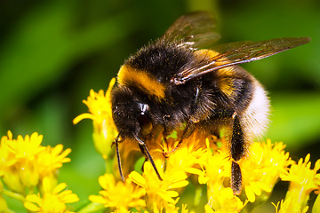 Image showing Bumblebee