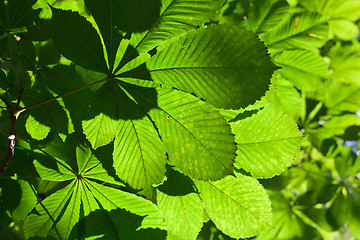 Image showing Leaves background