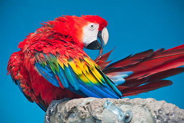 Image showing Ara parrot