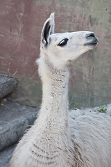 Image showing Llama