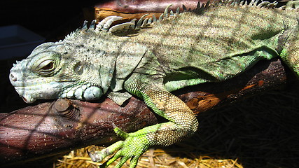 Image showing green big iguana in zoo